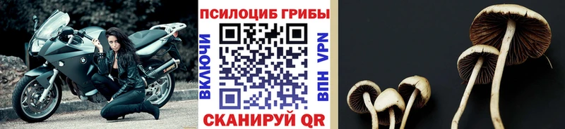 Галлюциногенные грибы MAGIC MUSHROOMS  Пыталово 